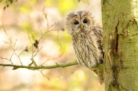 Pustik obecny - Strix aluco - Tawny Owl WS a6716